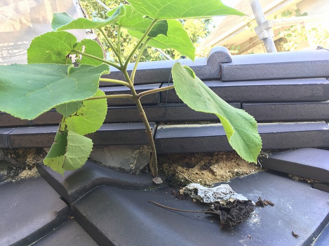 植物が生えた屋根